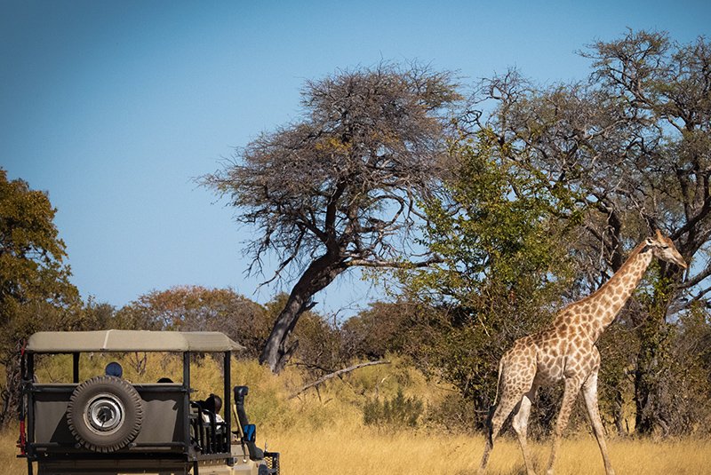 Safari game drive in Botswana