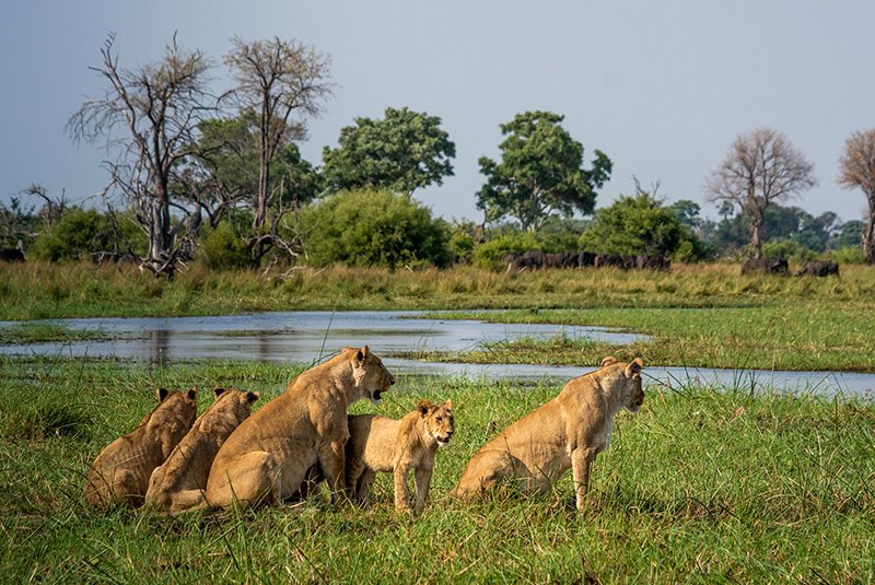 Wildlife photography on safari