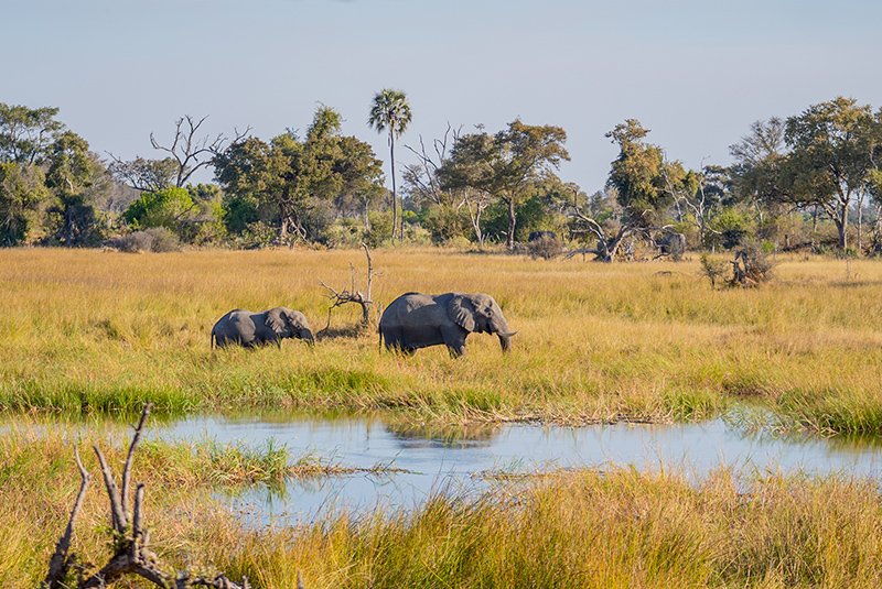 Wildlife along the Khwai River